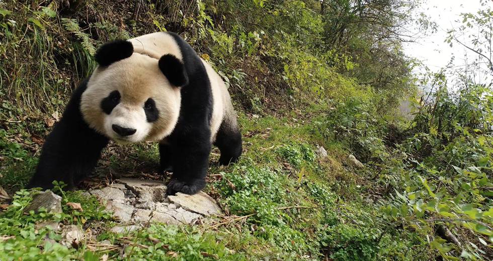 Giant Panda & Chengdu Culture 1 Day Tour