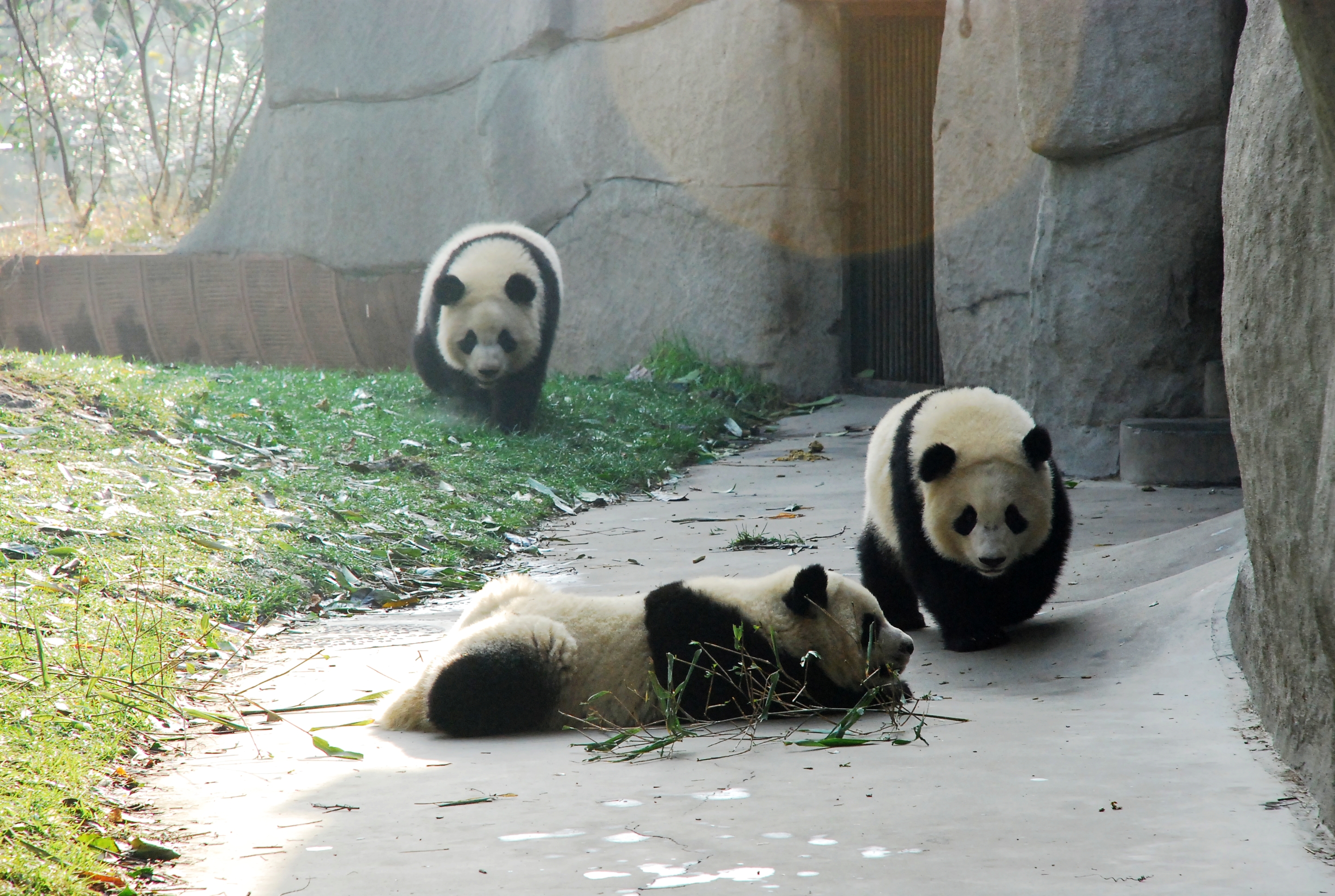 Panda online tour at Chengdu breeding centre